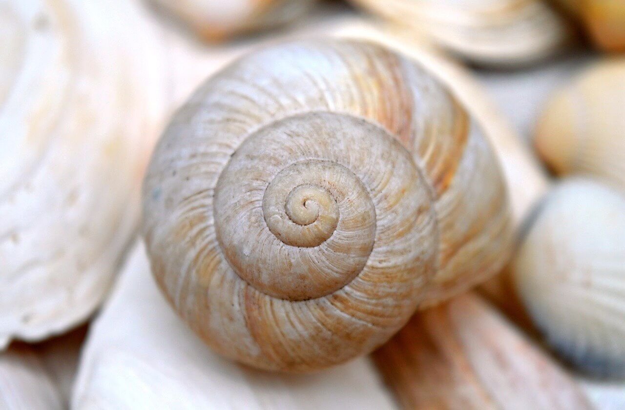 Examples of Fibonacci sequence in nature