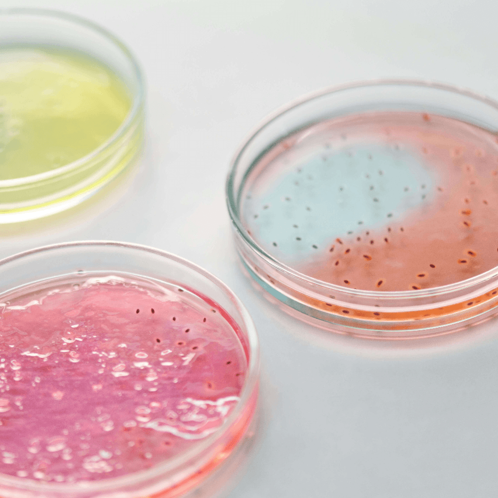 Afterschool elementary enrichment activities #8: Grow bacteria