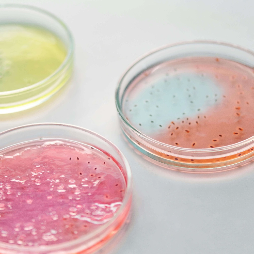 Afterschool elementary enrichment activities #8: Grow bacteria